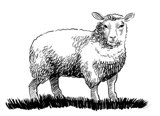 Standing sheep. Hand-drawn black and white illustration