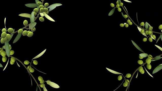 Olive Tree Branches with Growing Berries Forming  Screen Frame In and Out - Alpha Channel - Artistic naturalistic realistic 3D animation isolated on transparent background