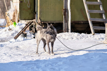 Dog on a leash in winter in the snow in a Russian village.