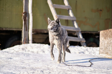 Dog on a leash in winter in the snow in a Russian village.
