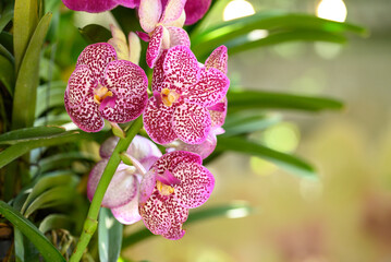 Pink Vanda orchid flower blossom in garden, Spring season