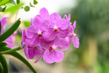 Pink Vanda orchid flower blossom in garden, Spring season