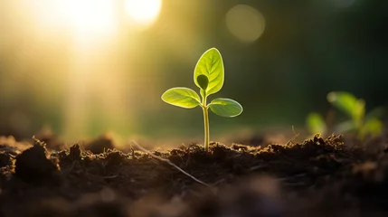 Fotobehang Vibrant Stem Cell Research: Canon RF 50mm Captures Young Sprout's Growth in Soil © Nazia