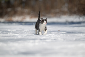 Gray and white cat running in the snow