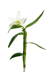 デンドロビウム　エンジェルベイビー・グリーンアイ　Dendrobium Angel Baby