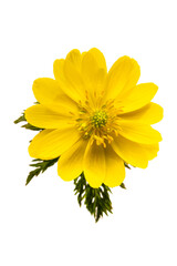 フクジュソウ　Adonis ramosa