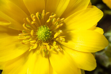 フクジュソウ　Adonis ramosa