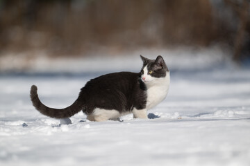 Gray and white cat sitting in the snow