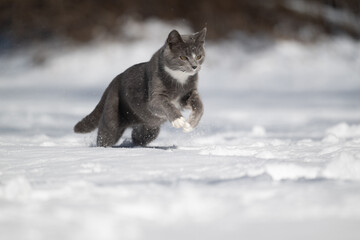 Gray and white cat playing in the snow