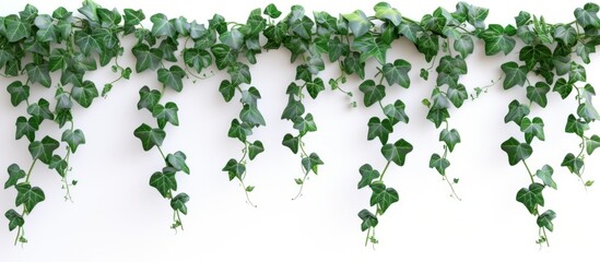 Lush Green Plant Hanging Beautifully on a Clean White Wall Decor, Nature Inspired Home Decor Concept