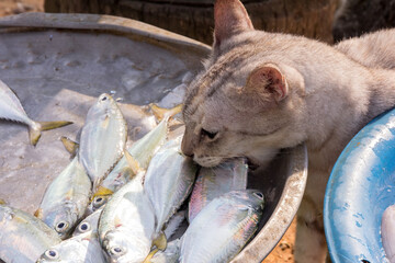 Cat stealing a fish