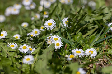 Fototapeta premium beautiful spring daisies in the green grass