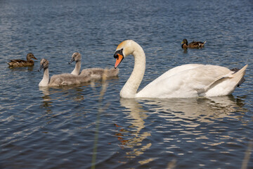 grey chicks of the white sibilant swan with grey down