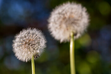 white flowers of dandelion balls in a spring field