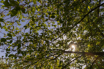 green cherry foliage in close-up against a blue sky