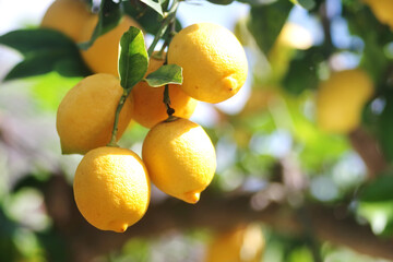yellow lemons hanging on branch