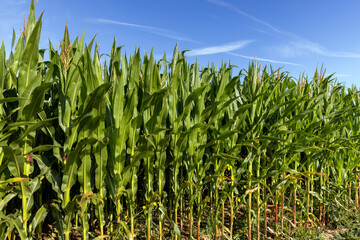 part of a shoe made of different pieces of black leather