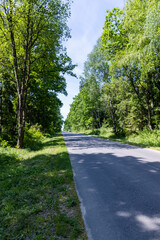 Fototapeta na wymiar paved road with trees in the forest in sunny weather