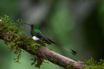 A White-booted Racket-tail Perched on a Mossy Branch