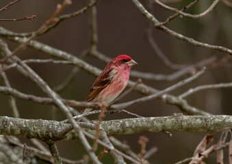 Male Purple Finch Perched on a Branch on a Cold Winter Day