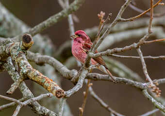 Male Purple Finch Perched on a Branch on a Cold Winter Day