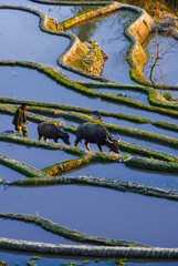 Yuanyang Terraced Fields in Yunnan Province, China