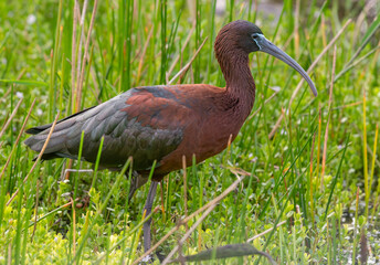 A Beautiful Glossy Ibis Foraging in a Wetlands - obrazy, fototapety, plakaty