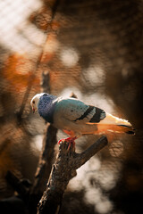 Pigeon on a tree perch or branch.