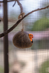 An orange parrot is sleeping in a nest made with coconut shell.