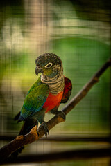 Colorful bird from the parrot lineage is posing on a tree branch.