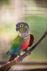 Colorful bird from the parrot lineage is posing on a tree branch.