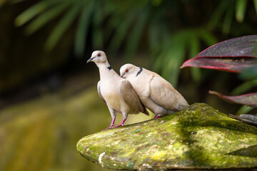 A pair of lovely pigeons close up on a concrete mushroom.