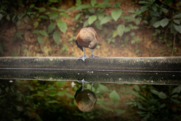 Brown duck with dark background sits beside a pool and the water of the pool shows the mirror image of the duck.