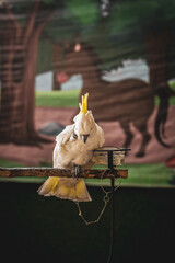 White parrot mix with brown feathers on a tree branch.