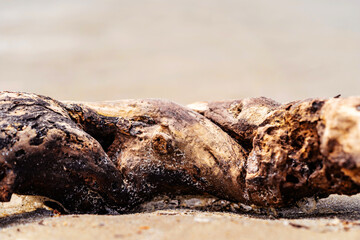 beautiful driftwood processed by the ocean for many years. Closeup