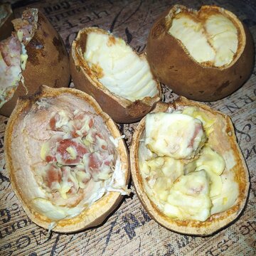 I opened the ripe cupuaçu fruits to eat