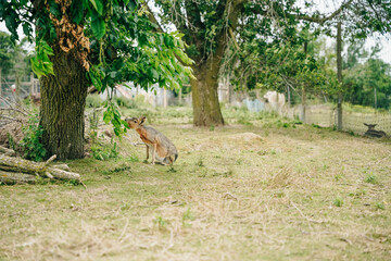 Dolichotinae pampas rabbit Mara at Animal Park in canada