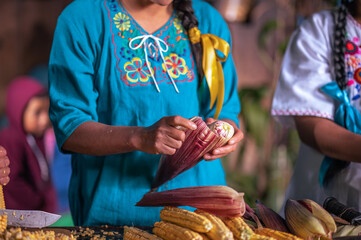 The purple husks are removed from the corn to extract the yellow corn, the colors harmonize in the...