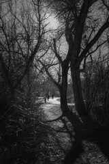 forest in the winter