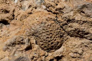 Fossil corals of the Red Sea. Ancient creatures, turned into stone. Reef corals.