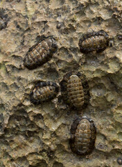 Acanthopleura haddoni, tropical species of chiton. The fauna of the Red Sea. A marine molluscs on a rock.