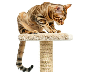 Bengal cat looking down from a cat tower, isolated on transparent background.