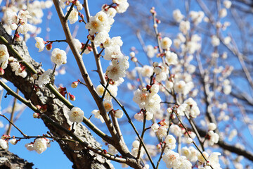 梅の花