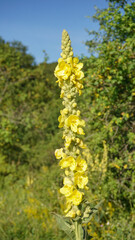 Yellow flowers in sunshine 