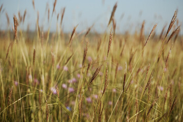 Field of yellow grass 