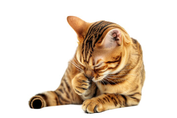 Bengal cat cleaning itself, isolated on transparent background. - obrazy, fototapety, plakaty