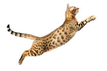 Bengal cat mid-jump, isolated on transparent background.