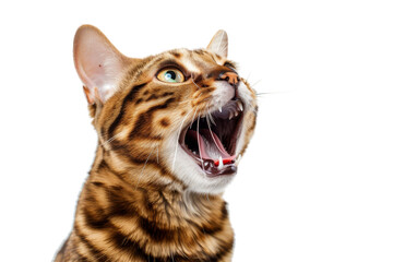 Bengal cat looking up and meowing, isolated on transparent background.