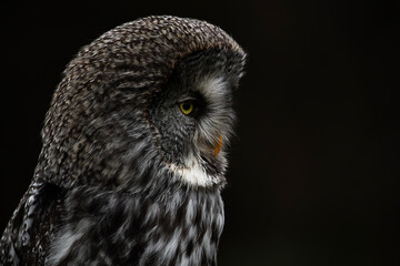 Great Grey Owl