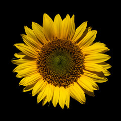 close-up sunflower on black background